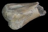 Partial Ornithomimid Metatarsal- Alberta (Disposition #-) #92789-2